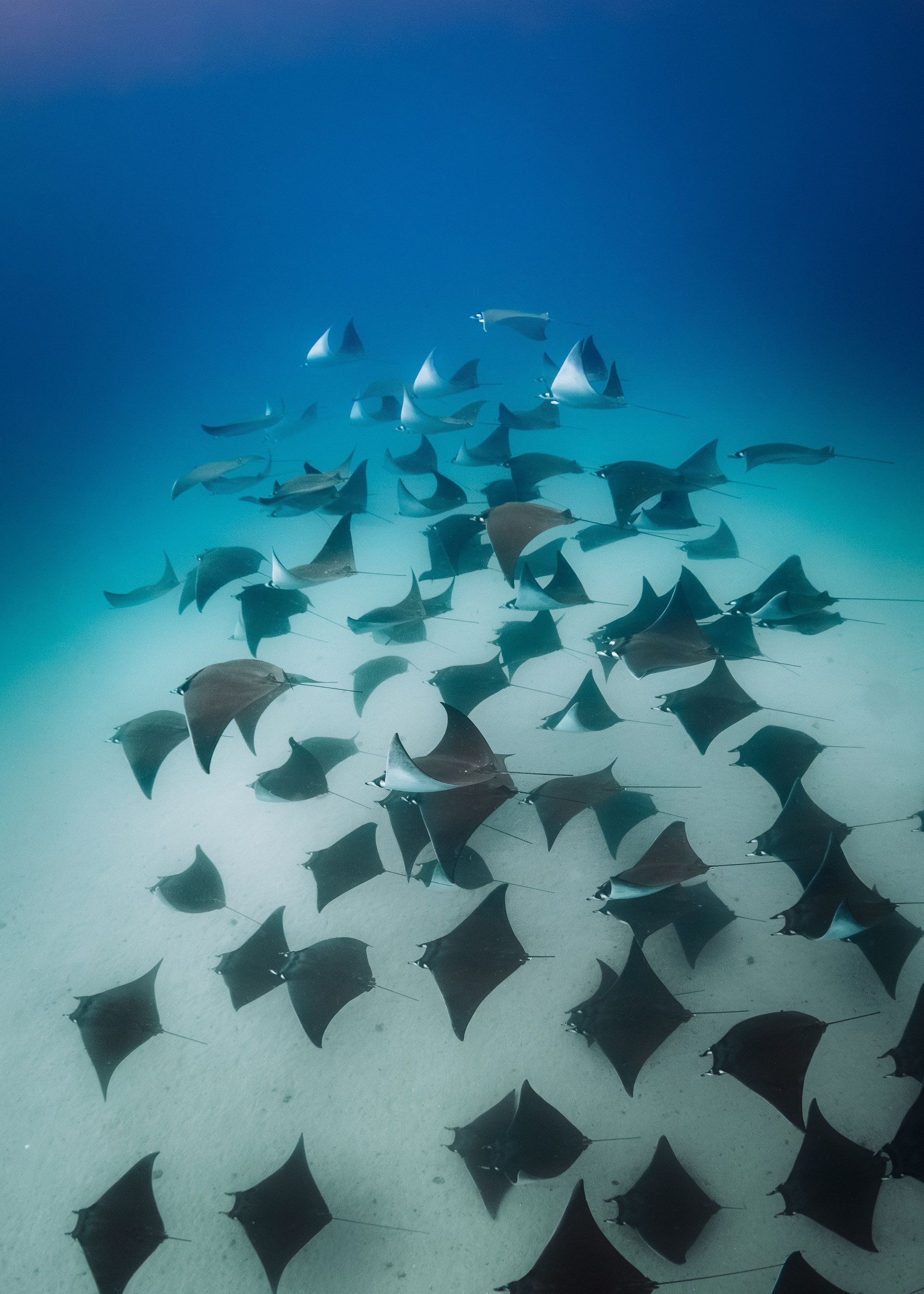 Mobula Migration