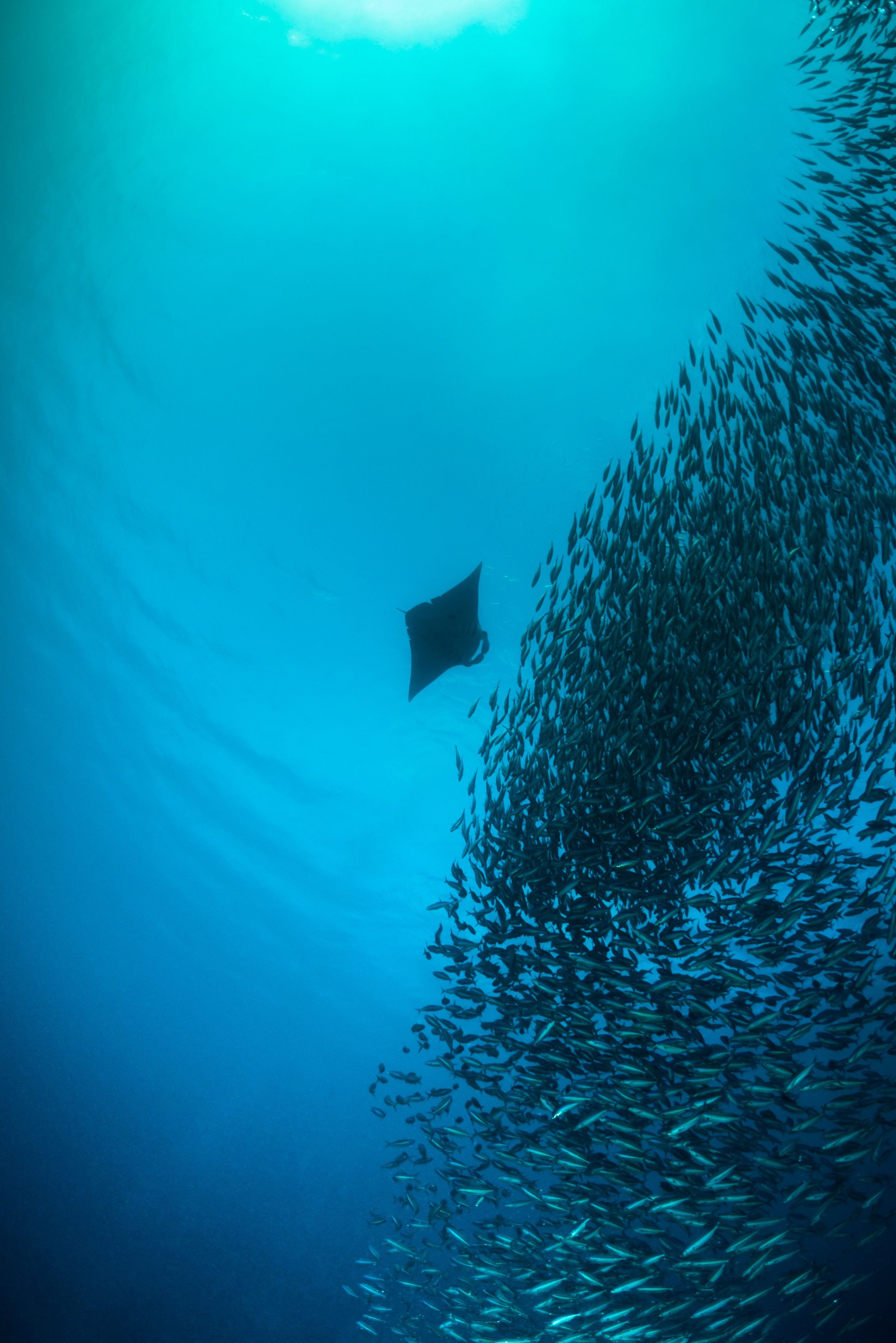 Manta Ray - Palau, Micronesia