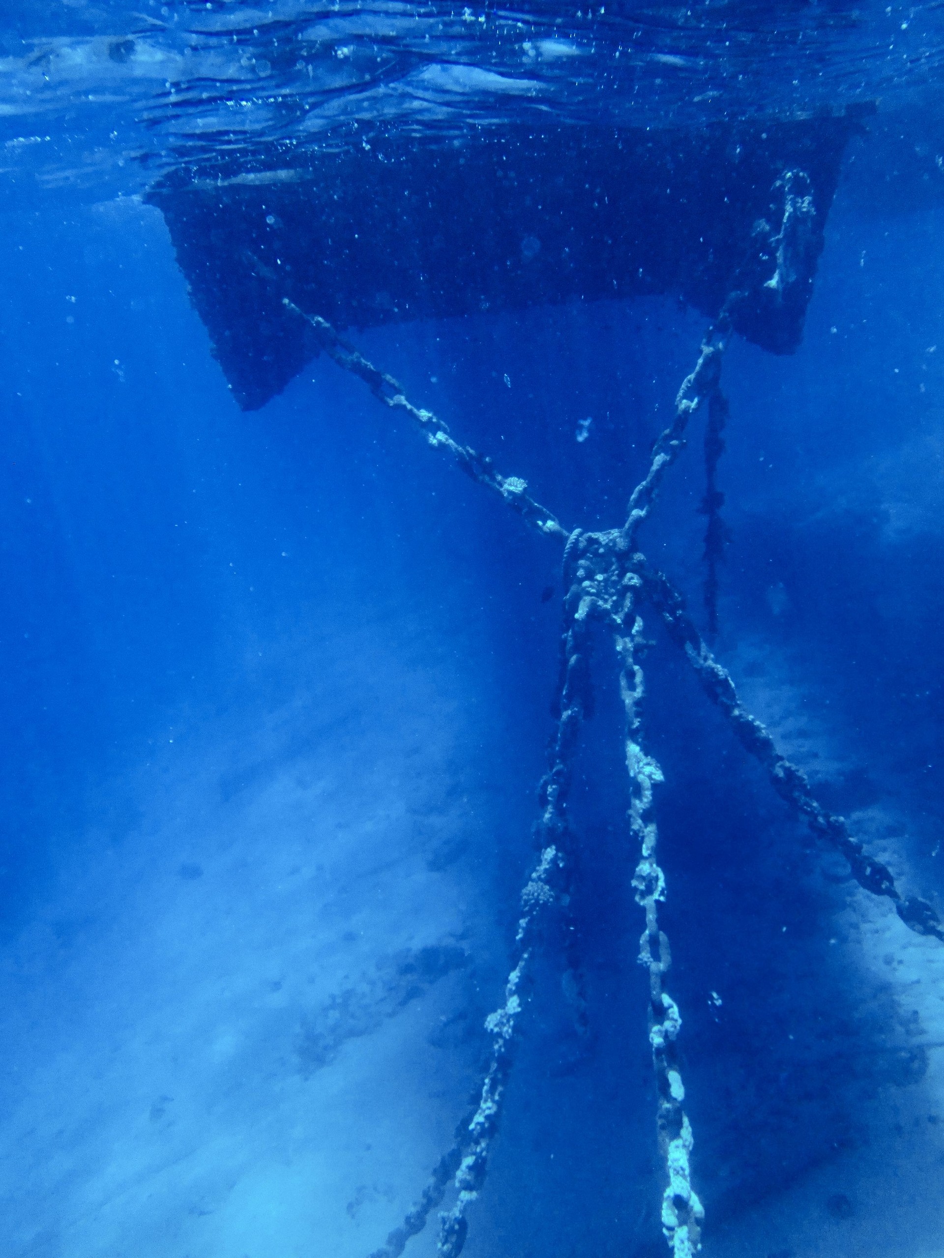 Underwater landscape with fish Red sea