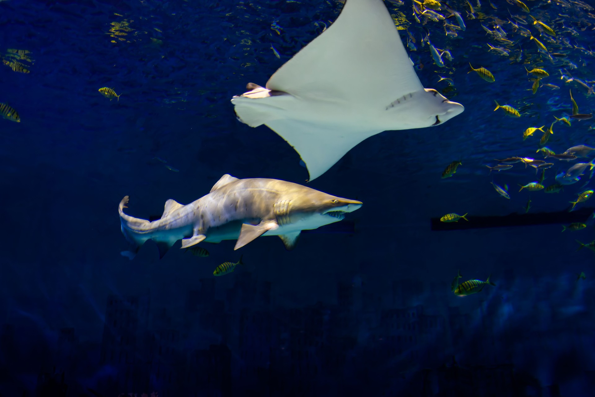 Close-up of manta rays and shark swimming. Stingray.